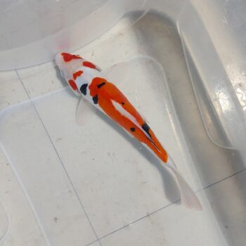 Cyprinus carpio - Koi Sanke Doitsu 22-25cm WYSIWYG