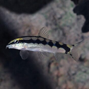 Botia sidthimunki - Dwarf Botia 3cm