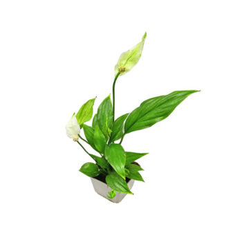 S.I Spathiphyllum wallisii MP XXL - Φυτά για Λίμνη