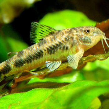 Aspidoras spilotus – C125 Spotted Aspidoras 2.5cm - Ψάρια Γλυκού