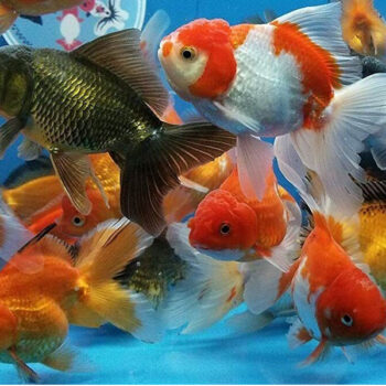 Carassius auratus -Assorted Oranda 7-8cm