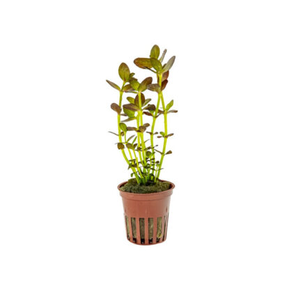 Tropica Bacopa salzmannii ‘Purple’ - Φυτά για Ενυδρεία