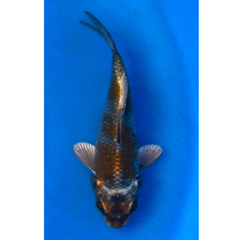 Cyprinus carpio- Koi Black Ochiba (dark ochiba) 28-30 cm - Ψάρια Γλυκού