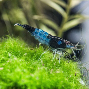 Neocaridina heteropoda var.Rili – Blue Rili Shrimp ... - Ασπόνδυλα Γλυκού