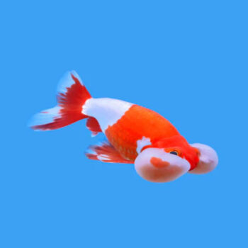 Carassius auratus-Bubble Eyes Red & White 8-9 cm