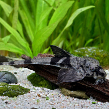 Rineloricaria - Rineloricaria sp. Fallax 6-7cm