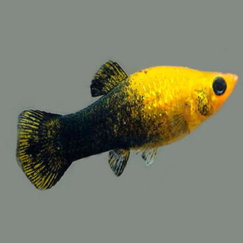 Poecilia sphenops  – Golden Black Molly 2-2.5cm - Ψάρια Γλυκού