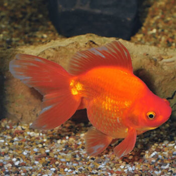 Carassius auratus-Ryukin Red 9-12 cm - Ψάρια Γλυκού