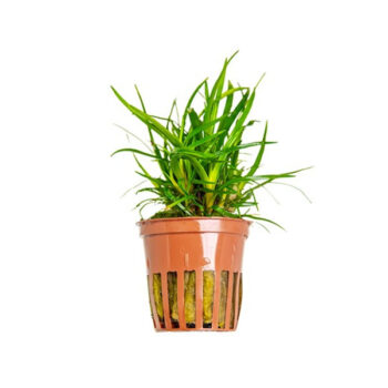 Tropica Eriocaulon sp. Vietnam potted - Φυτά για Ενυδρεία