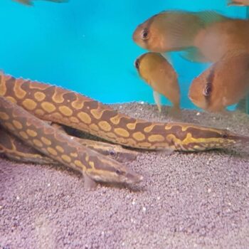 Mastacembelus armatus- Tyre Track Eel 10cm