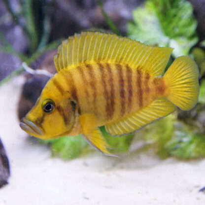 Altolamprologus calvus – Yellow Calvus 2.5- 3cm - Ψάρια Γλυκού