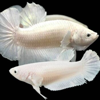 Betta spledens -Siamese Fighting Fish Plakat White Platinum 3.5-4cm