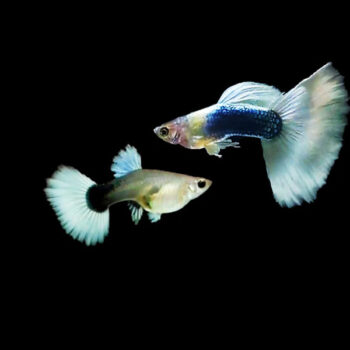 Poecilia reticulata - Guppy White 3cm
