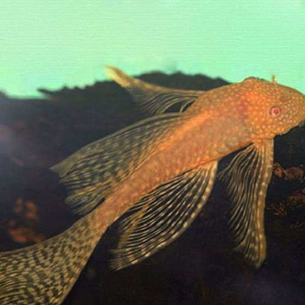 Ancistrus L144 sp. Albino Bristlenose Pleco Longfin 3cm Αquario.gr Το καλύτερο ενυδρειακό