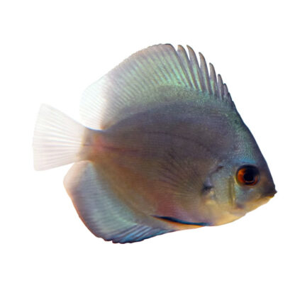 Symphysodon aequifasciata – Powder Blue Discus-5 cm - Ψάρια Γλυκού