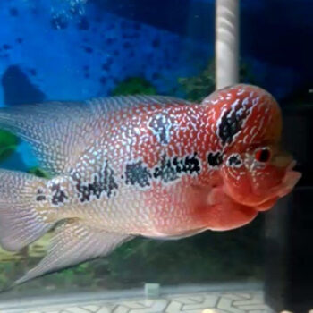 Vieja melanurus X Heros sp.-Super Red Dragon Flowerhorn Grade A-10-12 cm