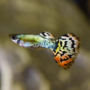 Poecilia reticulata - Guppy Leopard Tail-3.0-3.5 cm