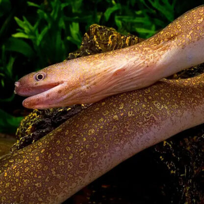 Gyrothorax tile – Indian Mud Moray Eel 25cm - Ψάρια Γλυκού