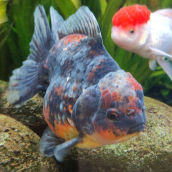 Carassius auratus-Oranda Tiger Grade A-12-15 cm