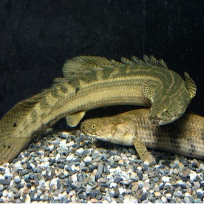 Polypterus lapradei - Lapradei Bichir 6-7 cm