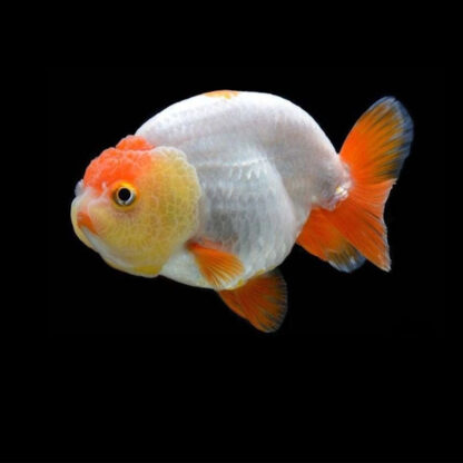 Carassius auratus-Ranchu Buffalo10-11 cm