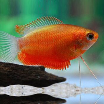 Colisa chuna -Red Honey Gourami L