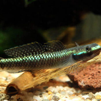 Stiphodon atropurpureus - Blue Neon Goby 3cm