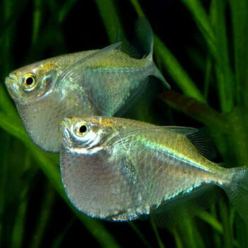 Thoracocharax stellatus - Spotfin Hatchetfish 2cm