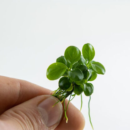 Tropica Anubias ‘Mini Coin’ 1-2-Grow - Sales