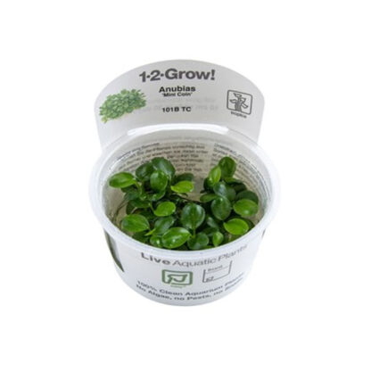 Tropica Anubias ‘Mini Coin’ 1-2-Grow - Sales