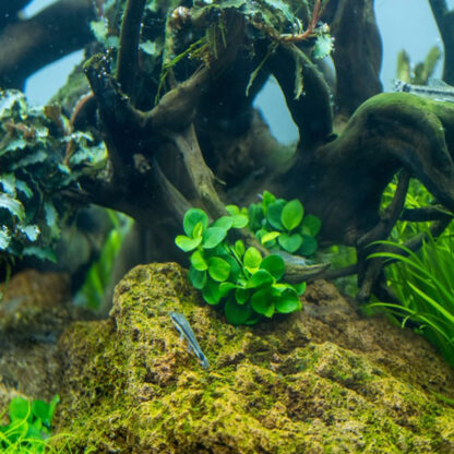 Tropica Anubias ‘Mini Coin’ 1-2-Grow - Sales