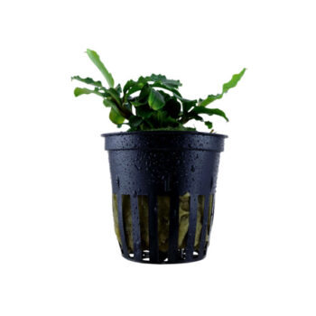 Tropica Bucephalandra pygmaea ‘Bukit Kelam’ p... - Φυτά για Ενυδρεία