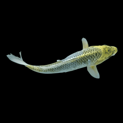 Cyprinus carpio-Metallic Single Color 8-12 cm
