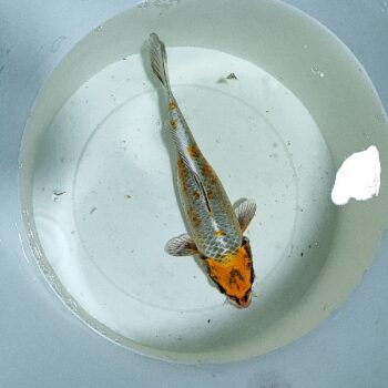 Cyprinus carpio-Kujaku Koi 15-20 cm