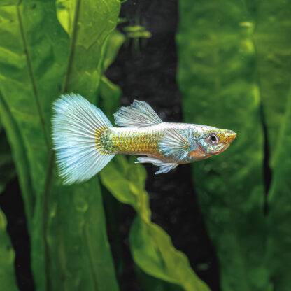 Poecilia reticulata -Guppy Dumbo Platinum-2.5-3cm