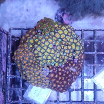 Zoanthus M32 (46822)