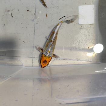 Cyprinus carpio-Kujaku Koi 15-20 cm