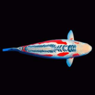 Cyprinus carpio-Shusui Koi 13-15cm