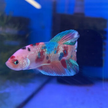 Betta splendens - Siamese Fighting Fish Giant High Grade 3 cm