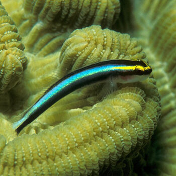 Elacatinus evelynae – Sharknose Goby - Ψάρια Θαλασσινού