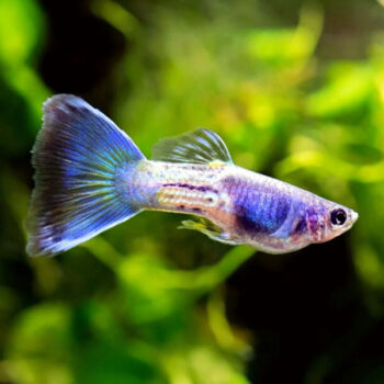 Poecilia reticulata -Guppy Blue sapphire-3.0-3.5 cm