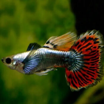 Poecilia reticulata - Guppy Elephant Tiger 2.5-3 cm