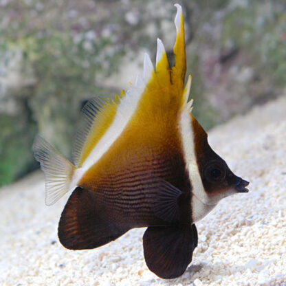 Heniochus varius- Horned Bannerfish M/L