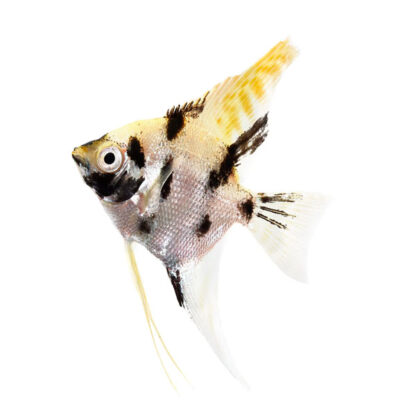 Pterophyllum scalare – Tricolor Angelfish 7cm - Ψάρια Γλυκού