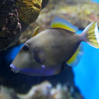 Sufflamen chrysopterum – Halfmoon Triggerfish M - Ψάρια Θαλασσινού