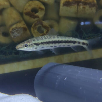 Leporinus taeniofasciatus – Banded Leporinus 7-8 cm - Ψάρια Γλυκού