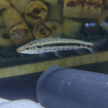 Leporinus taeniofasciatus – Banded Leporinus 7-8 cm - Ψάρια Γλυκού