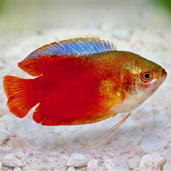 Colisa lalia – Blood Red Gourami male - Ψάρια Γλυκού
