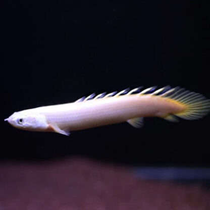 Polypterus senegalus var.-Senegal Bichir Leucistic 13-14 cm - Ψάρια Γλυκού