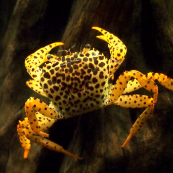 Parathelphusa pantherina - Borneo Panther Crab